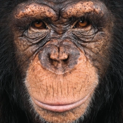 Kvadratinė dėlionė Q Animal: beždžionė, 66 detalės