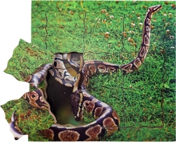 Just Jigsaws Gyvatės gyvenimo ciklas – medinė sluoksniuota dėlionė
