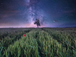 Ravensburger Puzzle Night Sky over Wheat Field 1500 Pieces
