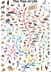 Puzzle EUROGRAPHICS Tree of Life 1000 pieces