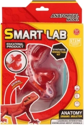 Mokslinis anatomijos rinkinys – driežas