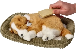 Kvėpuojantis borderkolio šuniukas įvaikinimui