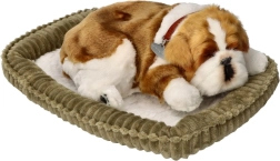 Kvėpuojantis buldogo šuniukas