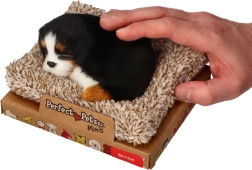 Perfect Petzzz mažas Berno zenenhundas guolyje