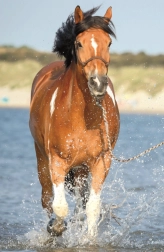 Puzzle Horse World: River Refreshment 54 pieces