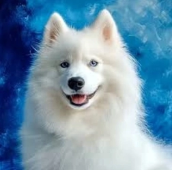 Diamond painting Samoyed 30 × 40 cm