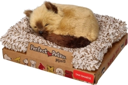 Perfect Petzzz mažas Siamo kačiukas