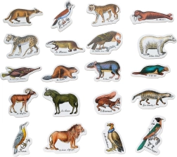 Zoologiniai magnetukai