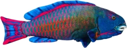 Mėlyna pliušinė jūros žuvis, 50 cm