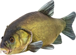 Pliušinis lynas 50 cm