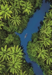 Puzzle with a Tropical Bird’s-Eye View