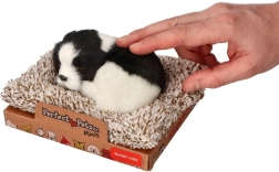 Mieganti borderkolė ant guolio