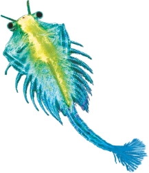 Kosmos vandens augintinis – artemija