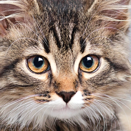 Kvadratinė dėlionė CURIOSI Q Animal – katė, 66 dalys