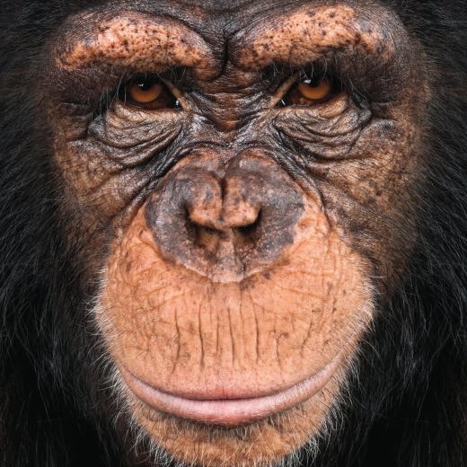 Kvadratinė dėlionė Q Animal: beždžionė, 66 detalės