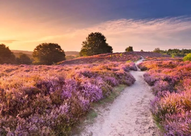 Puzzle RAVENSBURGER Pink Path 1000 pieces
