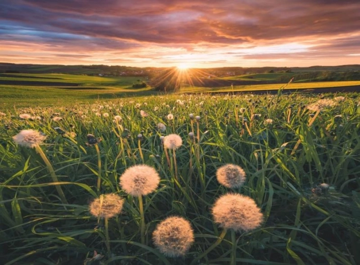 Puzzle Ravensburger Dandelions at Sunset 500 pieces