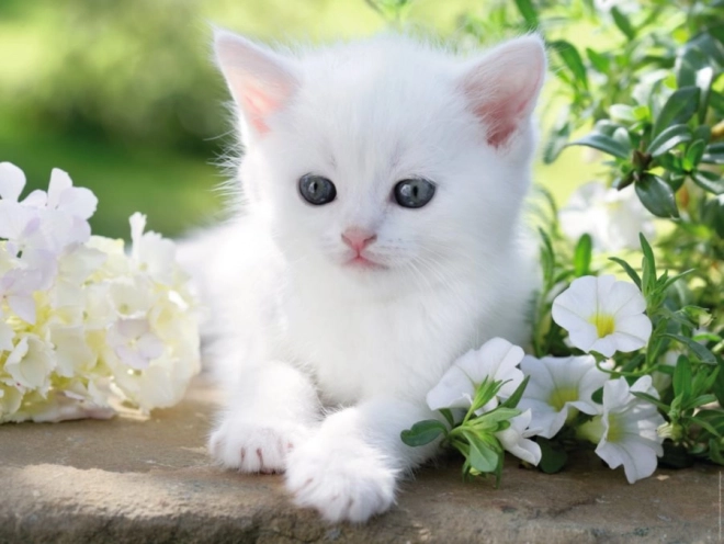 Ravensburger puzzle white kitten 1500 pieces