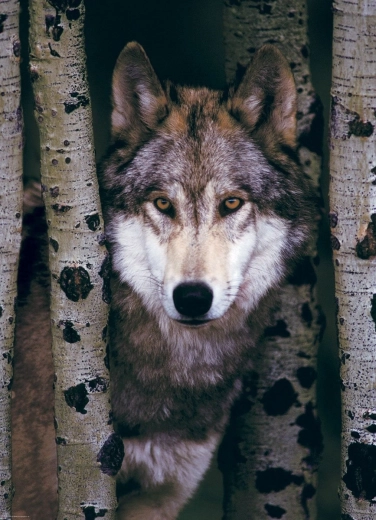 Puzzle Gray Wolf by EUROGRAPHICS - 1000 Pieces
