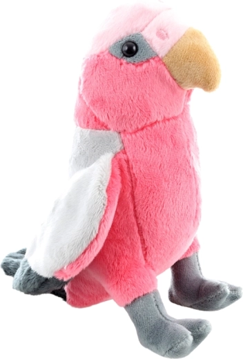 Adorable pink cockatoo