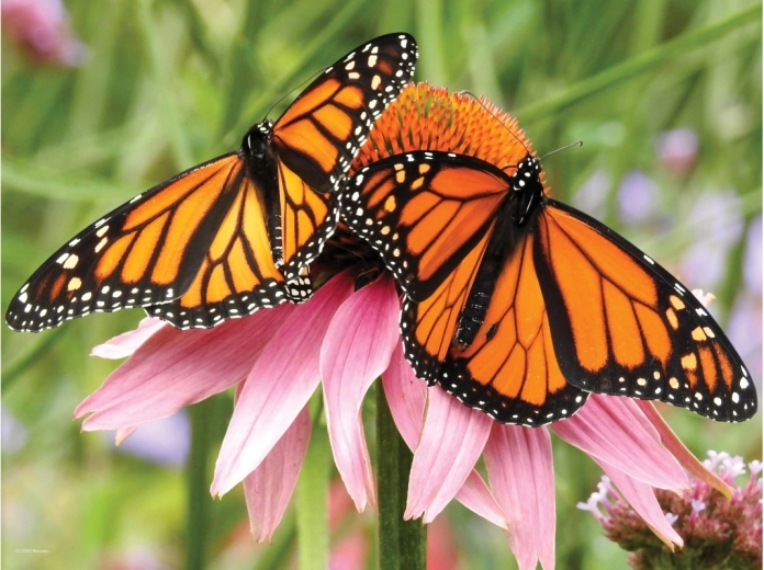 Realistic 3D butterfly effect