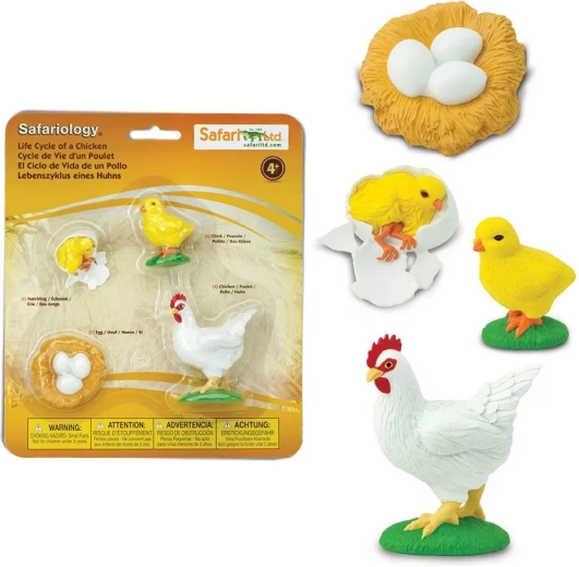 Safari Ltd. gyvavimo ciklas – višta