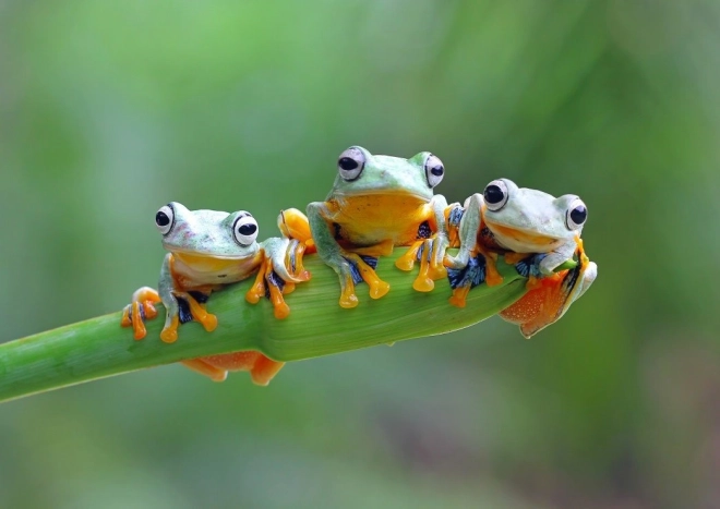 Puzzle Friendly Frogs 500 Pieces