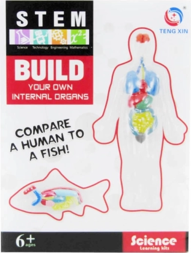 kūrybinis rinkinys – vidaus organų lipdymas iš plastilino