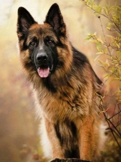 Diamond Painting – German Shepherd 30 × 40 cm
