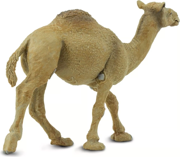 Precise rendering of typical dromedary features