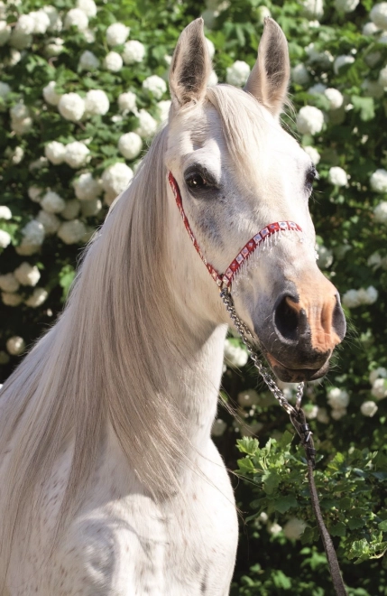 Horse World Puzzle: Portrait of a Gray Horse 54 Pieces