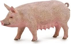 Collecta paršavedė