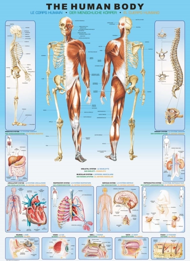 EuroGraphics Puzzle Human Body 1000 Pieces