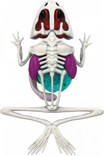 Bones and organs hidden in slime