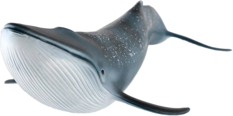 27 cm size