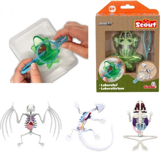 Mini skrodimo laboratorija – varlė, tritonas arba šikšnosparnis