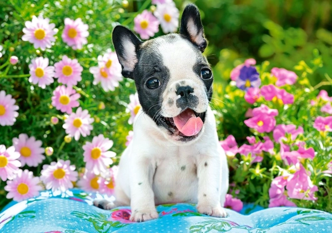 500 dalių dėlionė French Bulldog Puppy