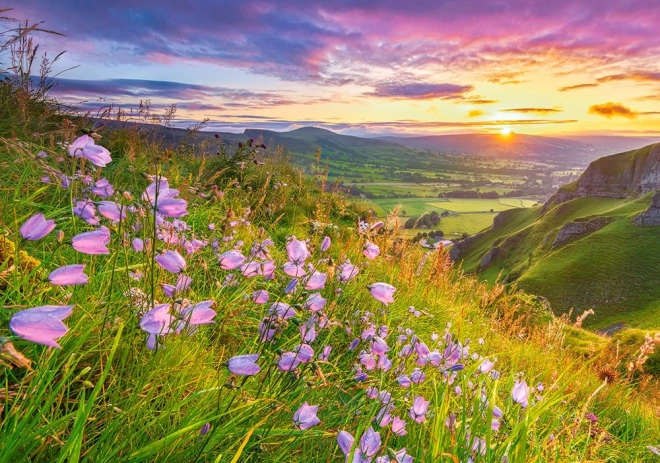 Dėlionė „Harebells at Sunrise“ 500 detalių