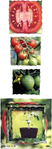 Four stages of tomato growth