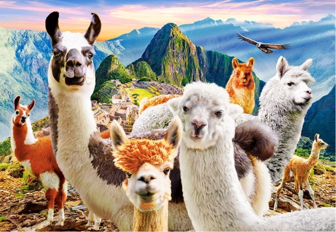 Dėlionė 1000 dalių Llamas Selfie