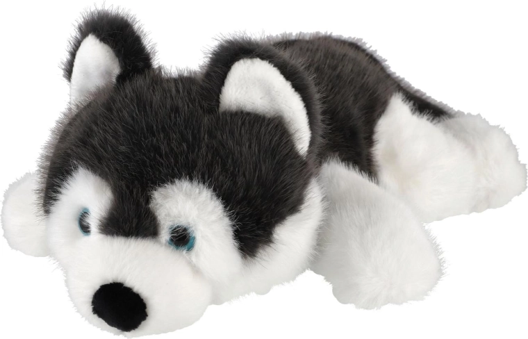 Typical husky appearance