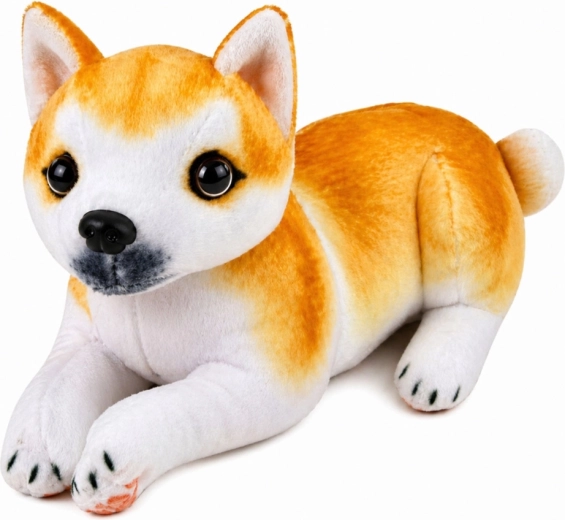 Realistiška Shiba Inu išvaizda