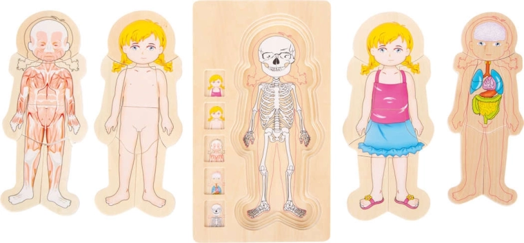 Anatomy in clear layers