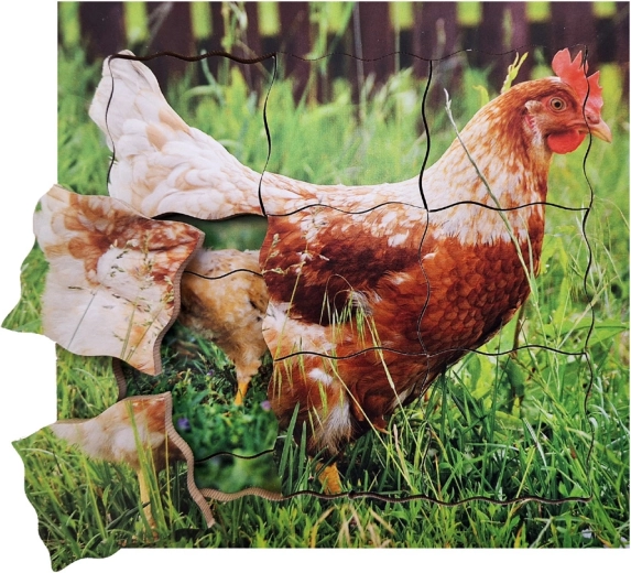 Layered Wooden Puzzle Chicken and its Life Cycle