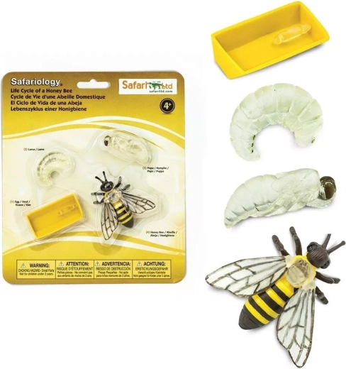 Safari Ltd. bičių gyvenimo ciklas