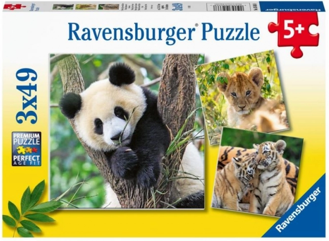 Ravensburger dėlionė Panda, tigras ir liūtas 3x49 dalių