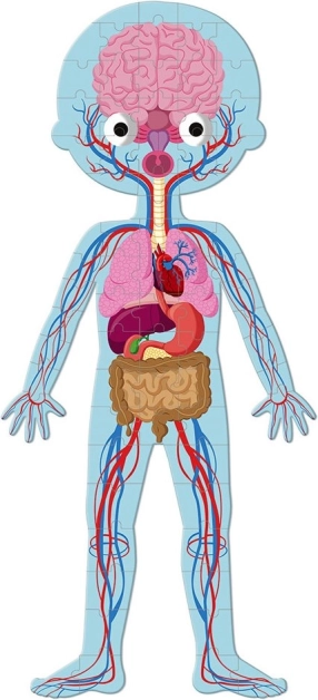 Organs as a puzzle – learning clearly and with fun