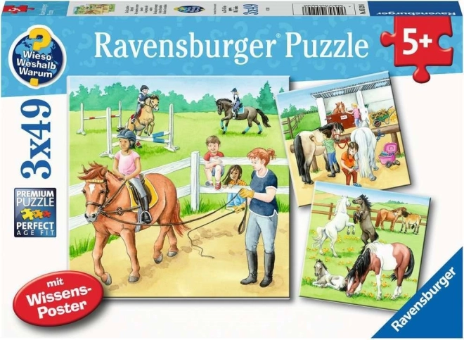 Ravensburger dėlionė Diena pas žirgus 3×49 dalių