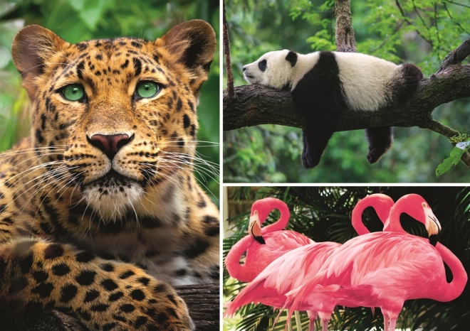 Dėlionė gyvūnai – koliažas 1000 dalių EKO