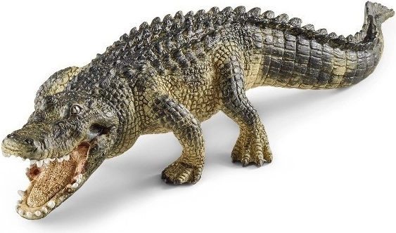 Alligator